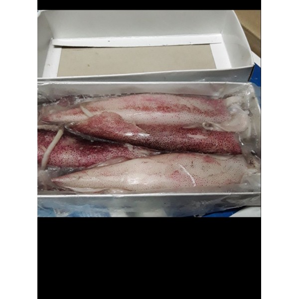 Squid Unwashed Loligo 450 gms approx ( loligo duvauceli )